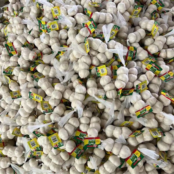 With A Root Of Garlic Rice